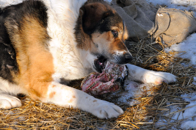 Scandinavie, Norvge, Sude, Finlande